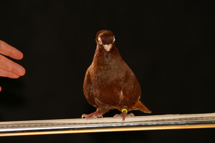 Picture 055 - jucatori de constanta