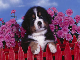 PUP17RK001601 - poze catei