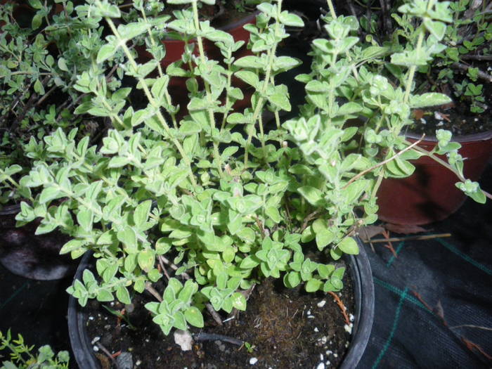 Oregano - plante aromatice