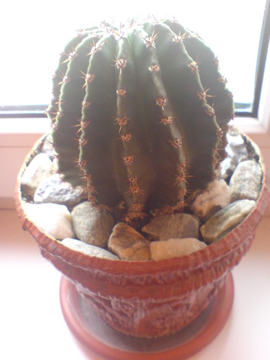 DSC02498 - Cactusi