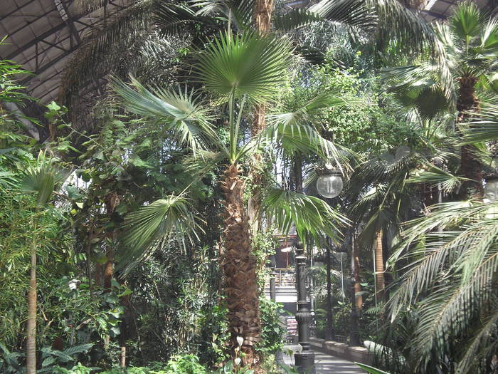 P6300320 - atrium Atocha-Madrid