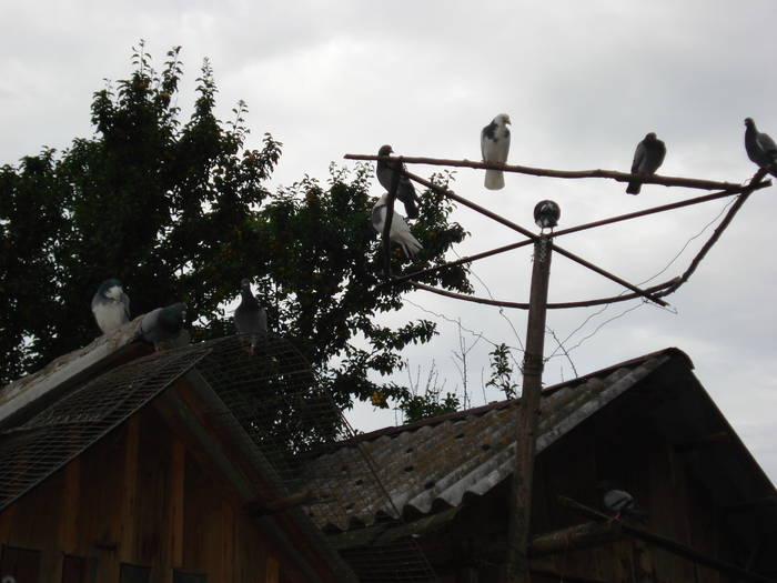 DSC09636 - ANIMALUTELE MELE