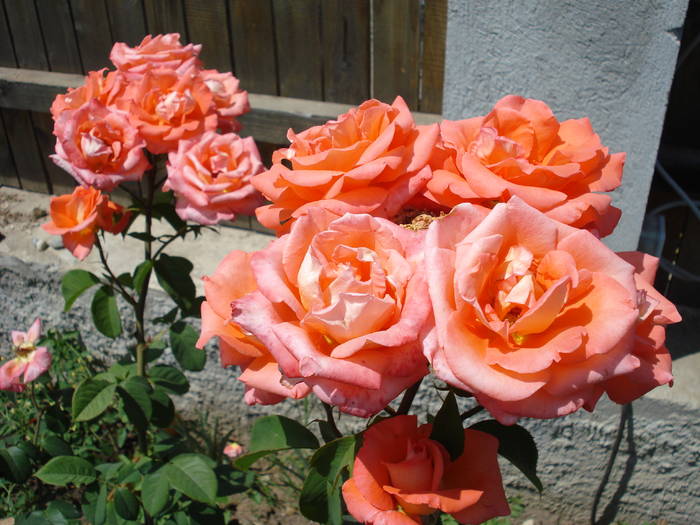 Rose Artistry (2009, June 13)