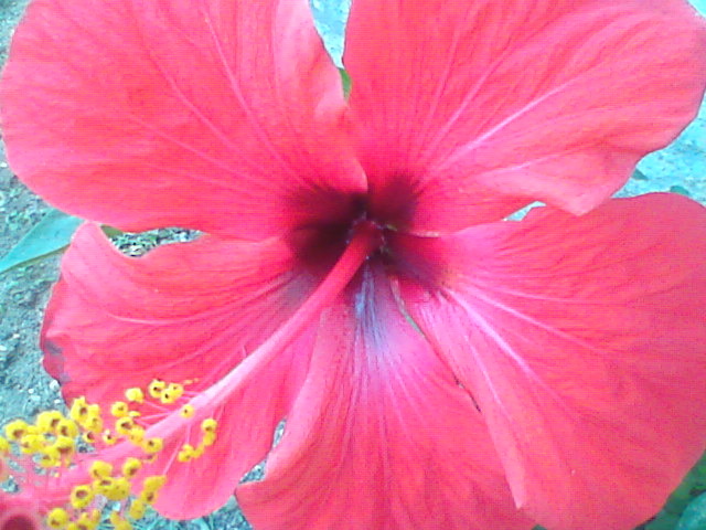 Imag038 - hibiscus