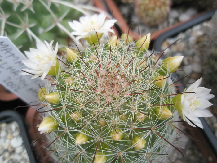 Mammillaria zeilmanniana - 07.06 - Mammillaria