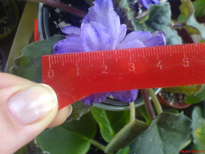 floare bb - violete 2009