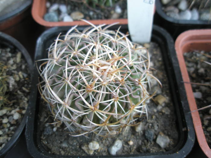 Echinofossulo nr. 9 - Echinofossulocactus