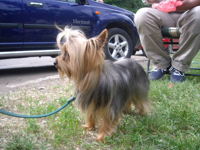 CACIB 2008 Tim; Yorky femela la Muzeul Satului
