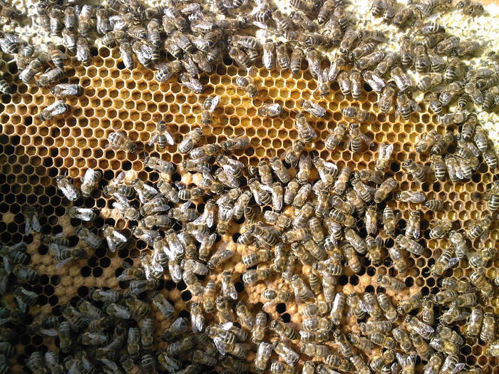 rama cu albine, puiet, pastura si miere - Albine
