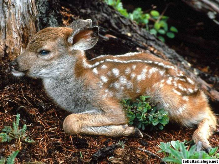 black-tailed-deer-fawn_1024 - animale