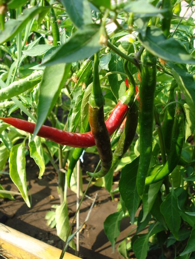 Tokyo Hot Pepper (2009, August 29)