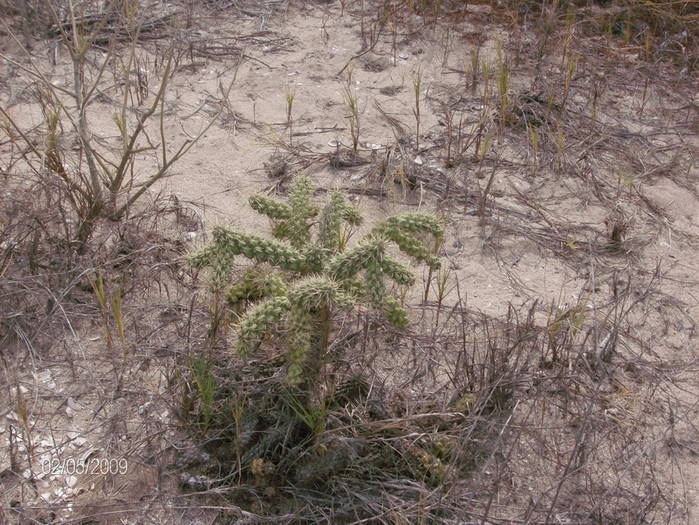 HPIM1609mic - Flori si plante la Pacific