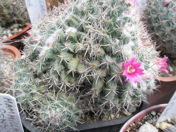 Mammillaria hahniana bicefala - 16.05 - Mammillaria