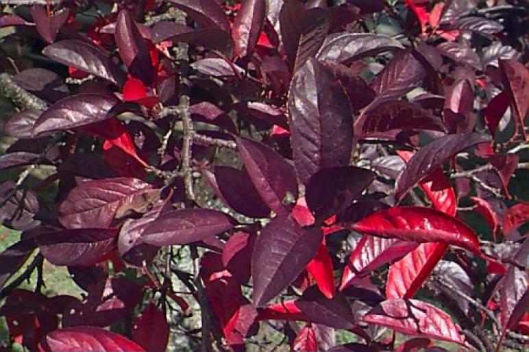 CORCODUS-PRUNUS CERASIFERA.1jpg