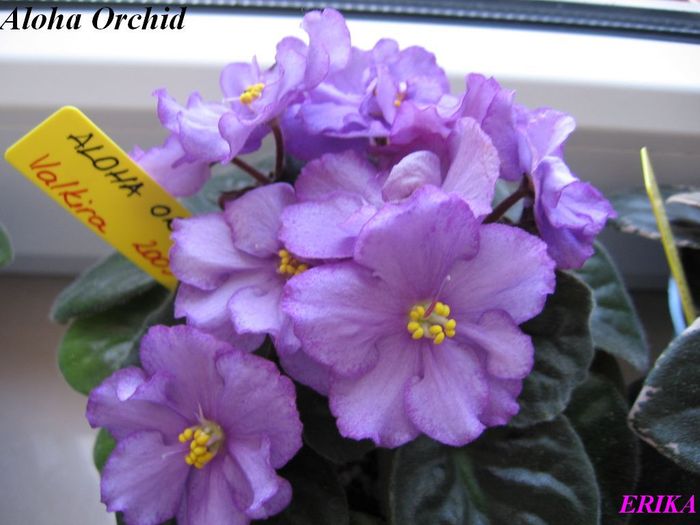 Aloha Orchid 2009 maj 26 - Violete de colectie