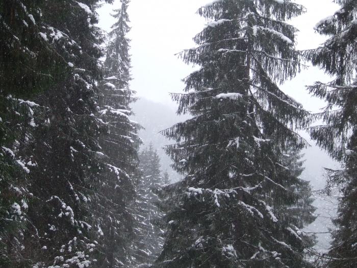 DSCF4614 - poiana zinelor