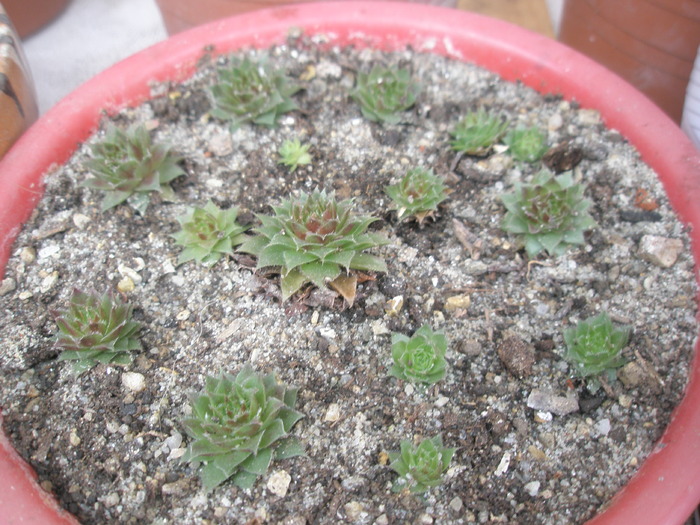 Sempervivum rosu - 31.10