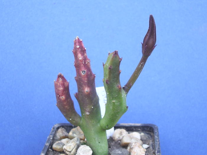 Sta[elia schinzii - Asclepiadaceae