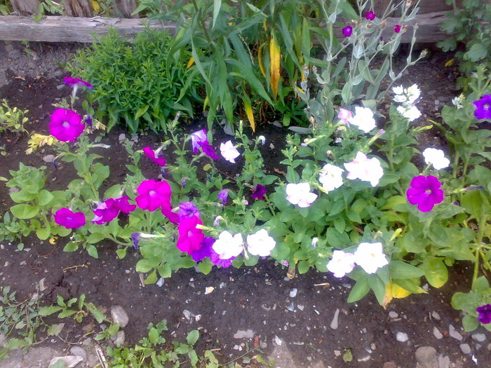 petunii - Florile din gradina mea - 2009