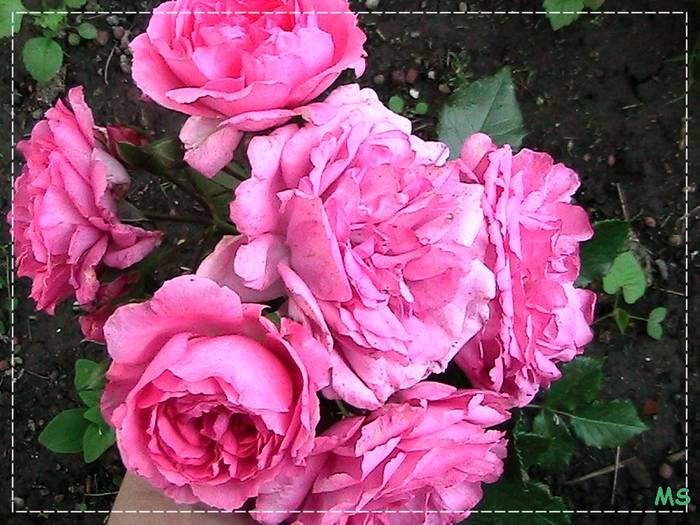 Rose Mary Rose; - David Austen Olde English Shrub Rose
