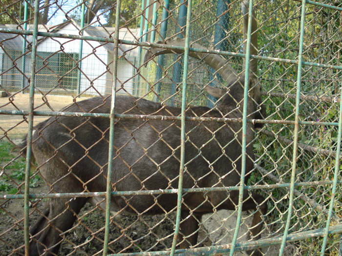 Picture 083 - zoo targoviste