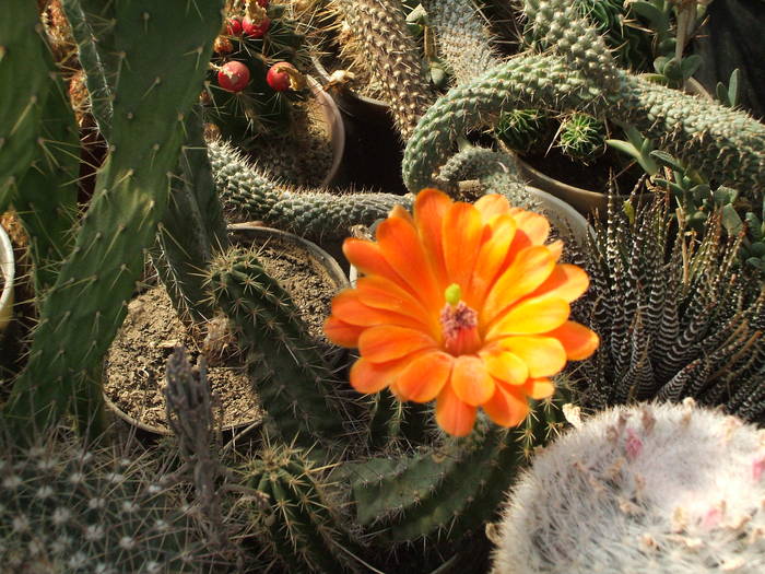 Echinocereus salm-dykianus