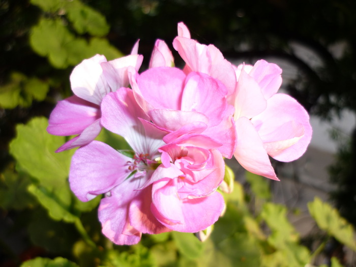 P1010350