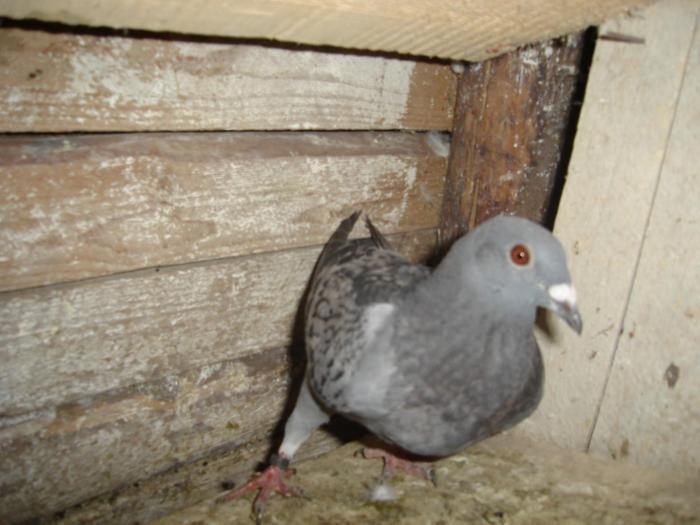 DSC01525 - Acum muuuult timp