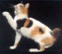 Bobtail japonez; Bobtail japonez este o pisica cu coada scurta foarte energica.Are nevoie de curte
