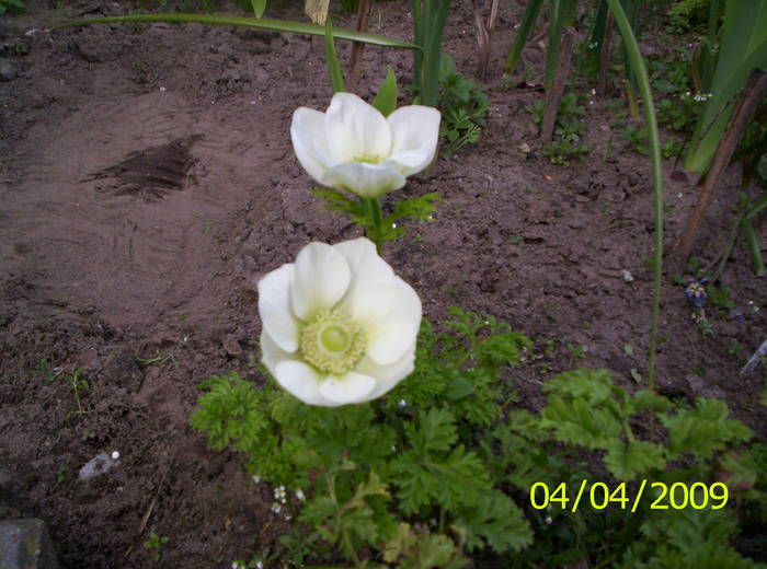 Anemone albe 4 apr 2009