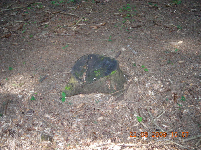 DSCN9233 - Sinaia 23 08 2009