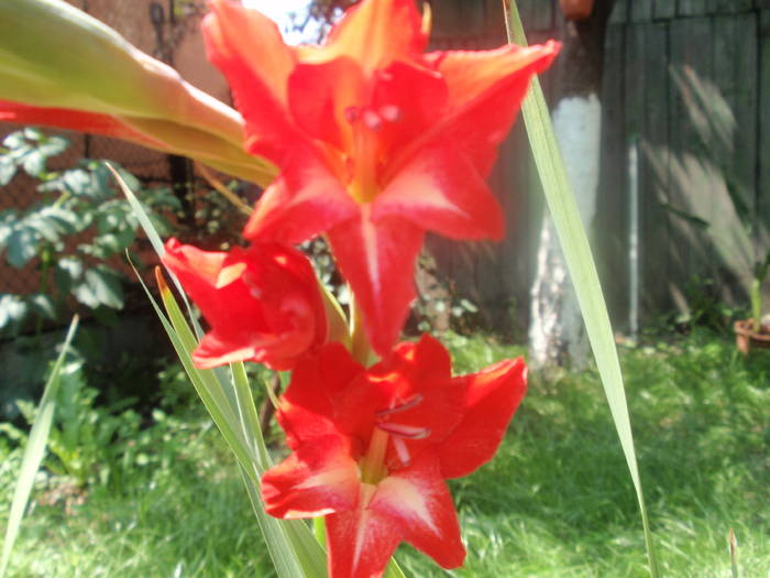 gladiola stea rosie - plante de gradina