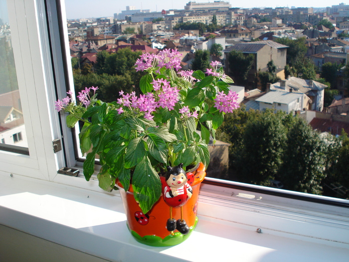 PENTAS..INCA PLINA DE FLORI !!