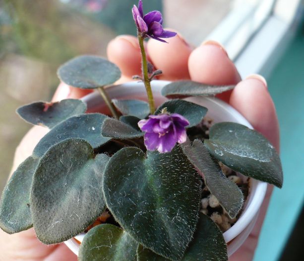 P1150647 - Saintpaulia - violete de camera