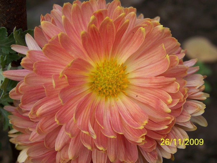 100_5544 - Toamna in curte  Timisoara