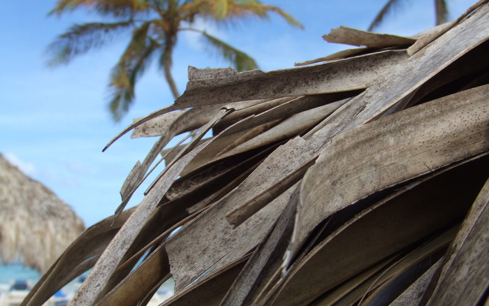 688_tropicalleaf_1440x900