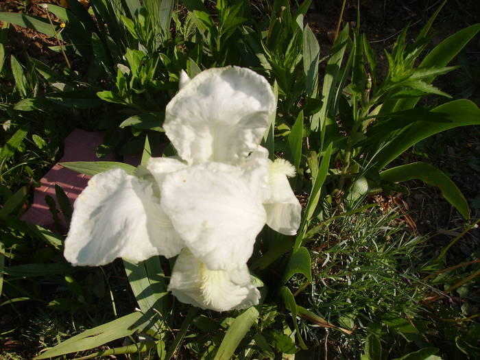 iris germanica - din gradina 3