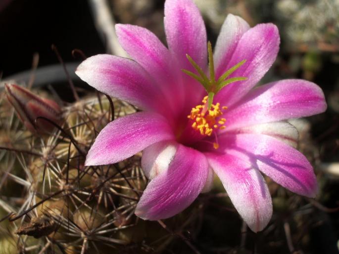 Mammillaria mazatlanensis - floare