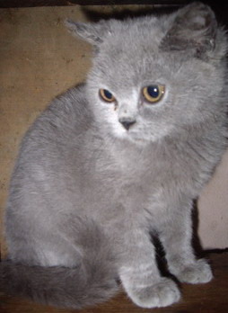 British Shorthair; motanel 3 luni
