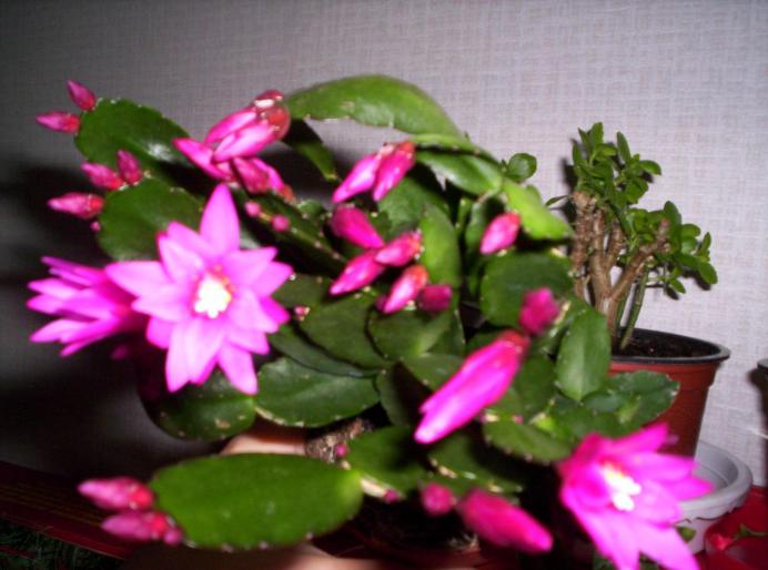 Rhipsalidopsis ticlam 16 mart 2008 (2) - schlumbergera si rhipsi