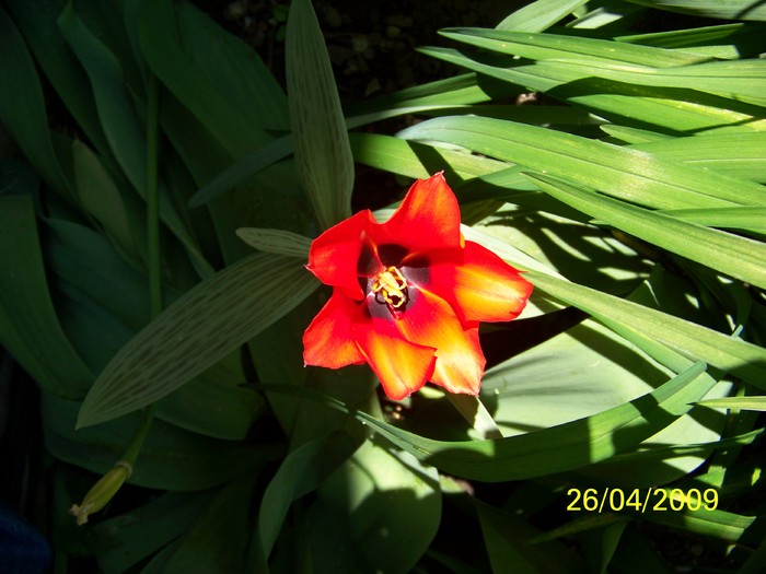 100_1207 - Primavara in curte  Timisoara