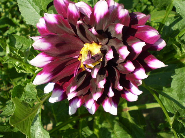 P6252063 - flori de gradina 2009