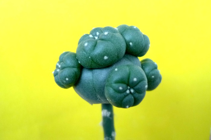Lophophora williamsii v. caespitosa - Plante altoite