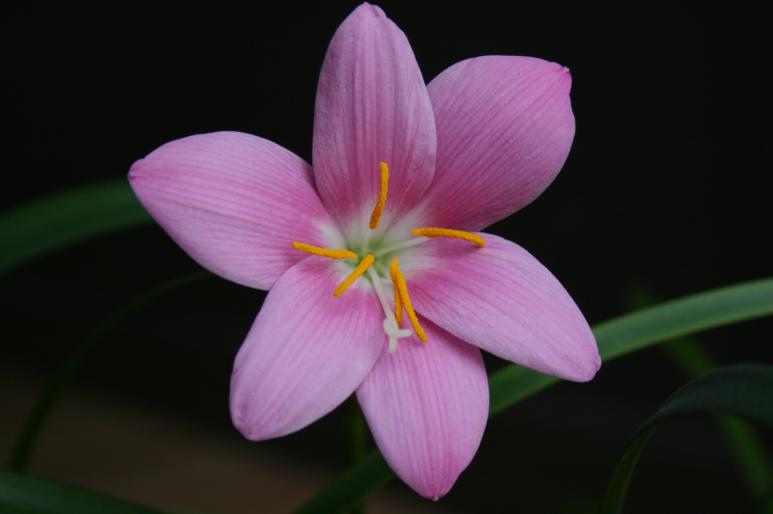 zephyranthes; fam. amaryllidaceae
