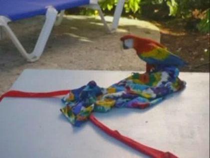 Wizards_of_Waverly_Place_The_Movie_1252727294_1_2009