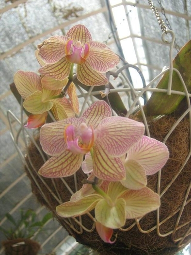 orhidee diana - florile mele