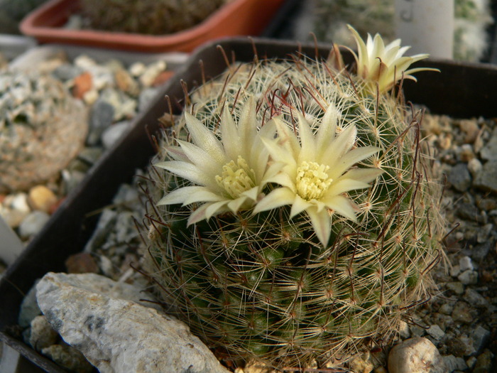 mammillaria_nana_1