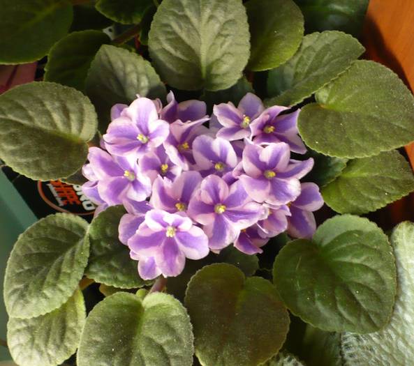 P1140636 - Saintpaulia - violete de camera