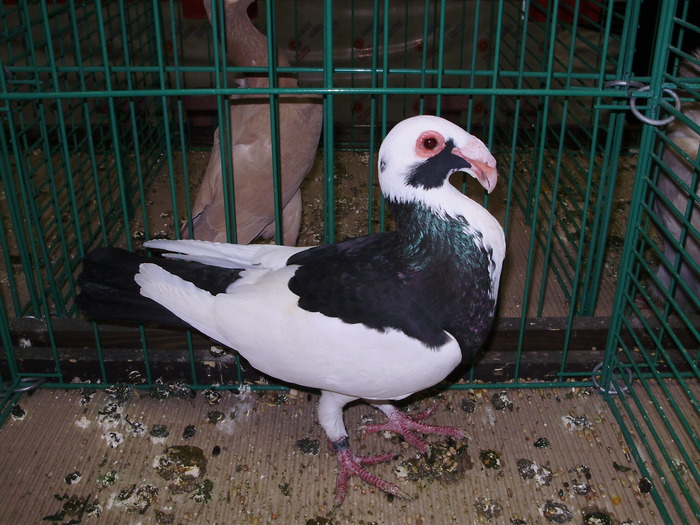 6728 bagdet de nurenberg 0 - 1507 partea 1b