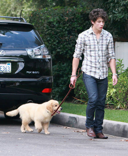 Birthday Boy Nick Jonas Takes Pup Walk 2O65JyQCB-Fl - nick jonas